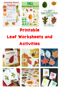 Printable Leaf Worksheets and Activities | Mrs. Karle's Sight and Sound ...